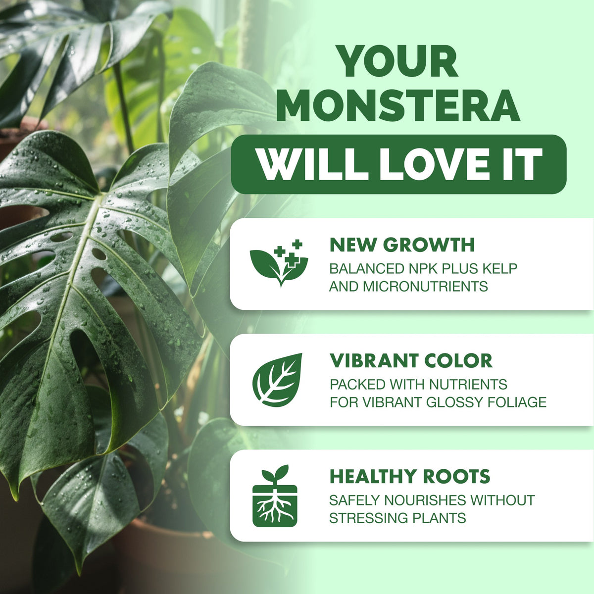 Why monstera thrive on TPS Monstera Plant Food: balanced NPK with kelp, fast-acting liquid, gentle feeding