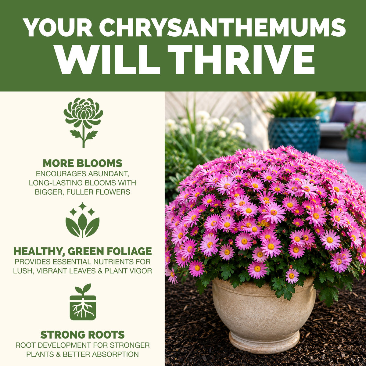 Why mum thrive on TPS Mum Fertilizer: more blooms, vibrant foliage and strong roots
