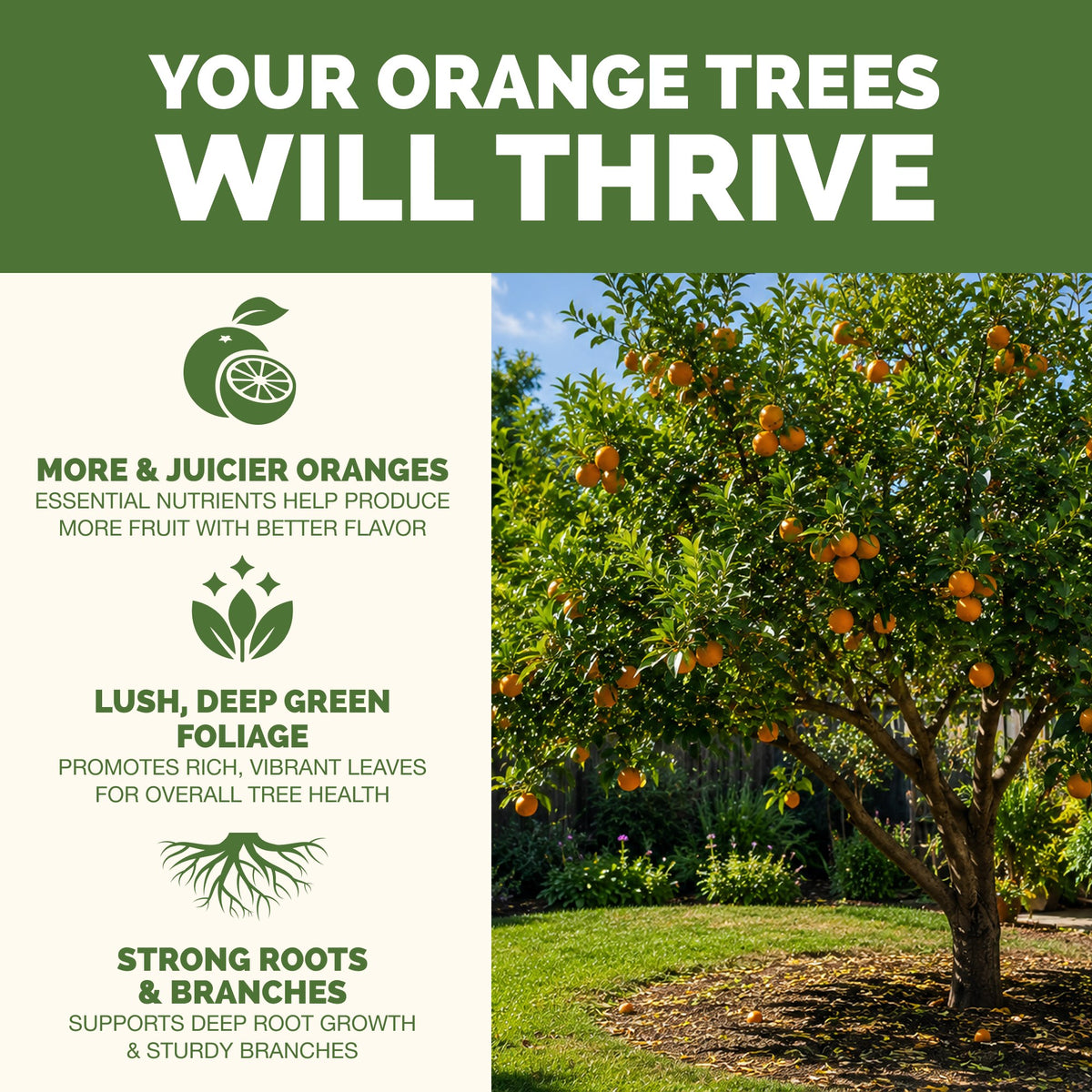 Orange Tree Fertilizer — slide 2