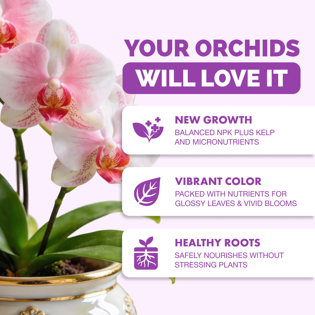 Orchid Plant Food — slide 2