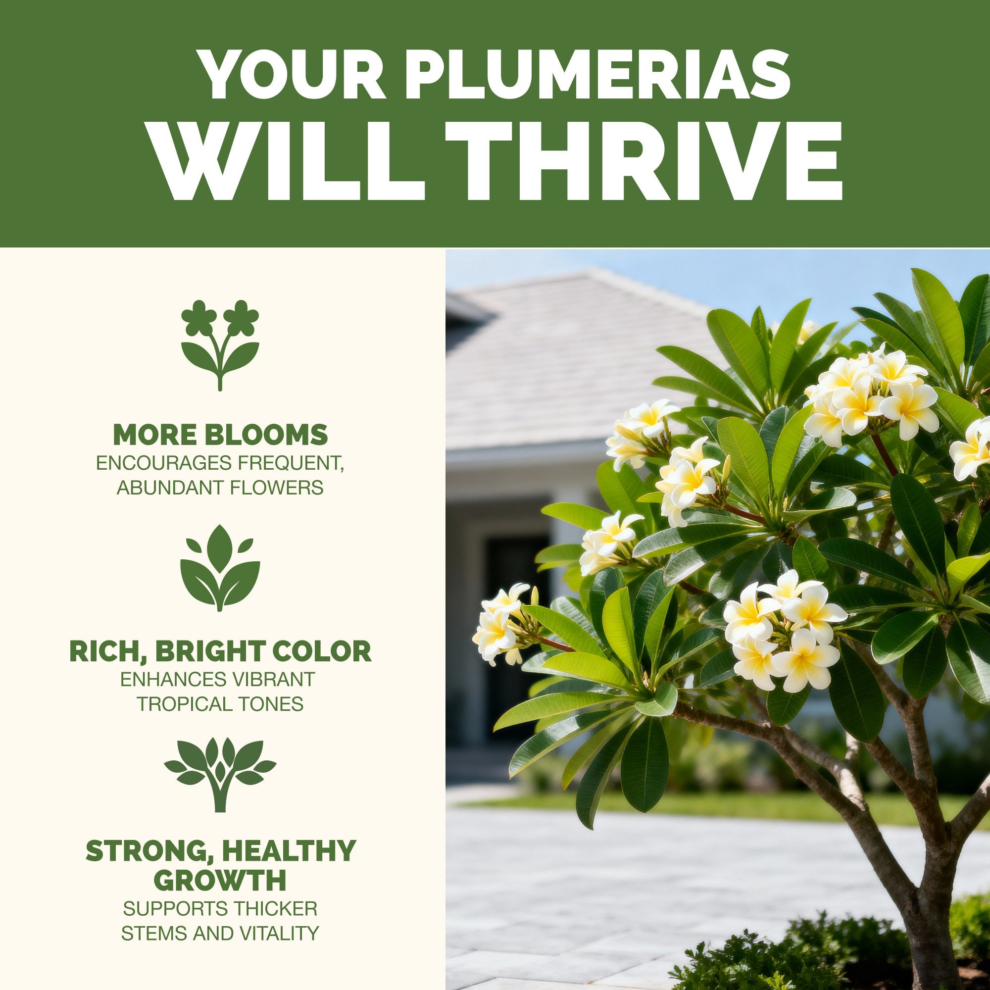 Plumeria Fertilizer for Fragrant Blooms | TPS Plant Foods