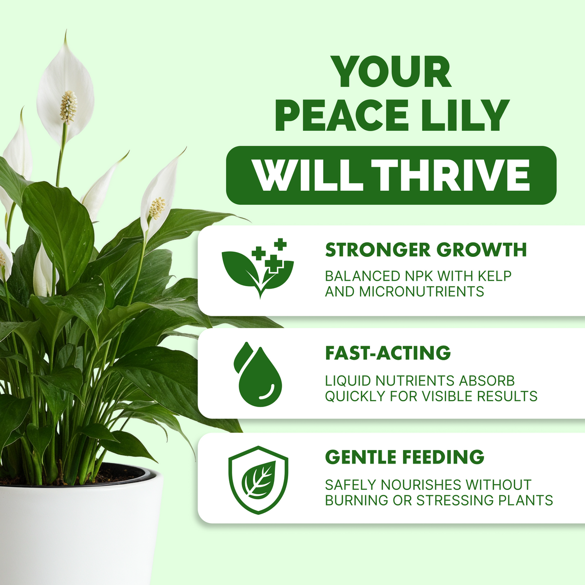 Why peace lily thrive on TPS Peace Lily Fertilizer: balanced NPK with kelp, fast-acting liquid, gentle feeding