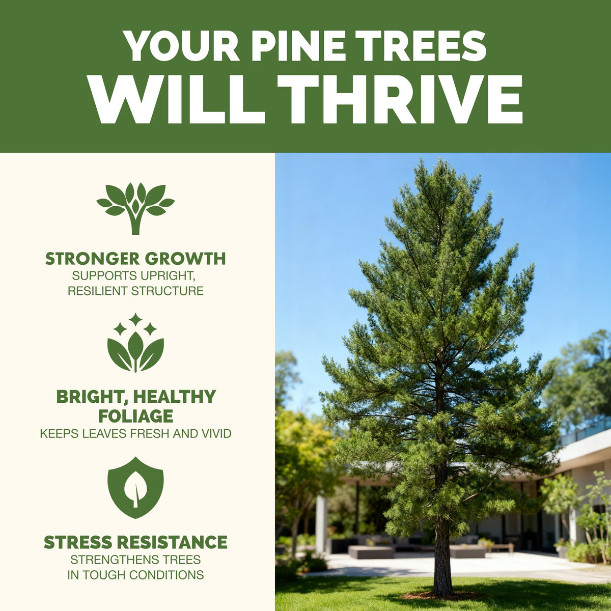Why pine tree thrive on TPS Pine Tree Fertilizer: fuller, greener growth, vibrant foliage and strong roots