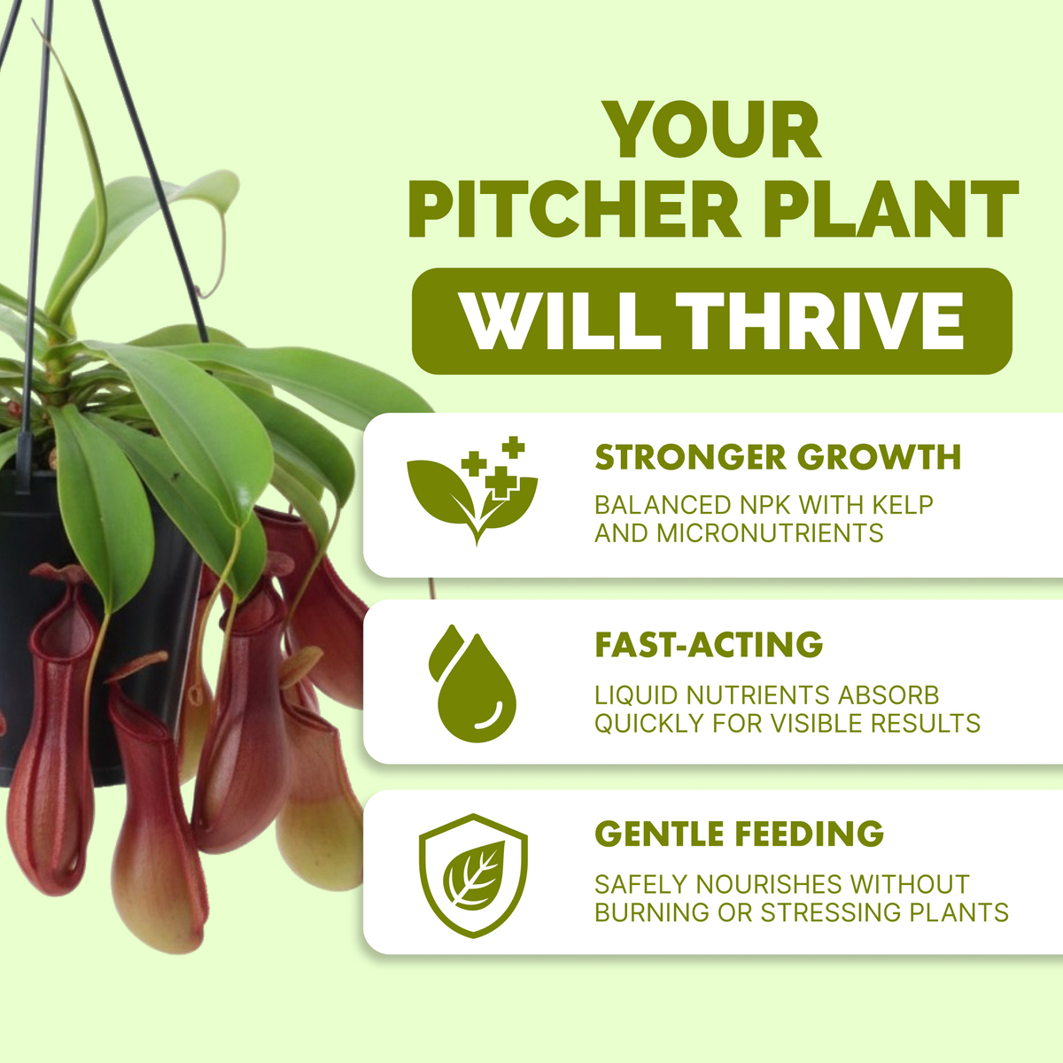 Why pitcher thrive on TPS Pitcher Plant Food: balanced NPK with kelp, fast-acting liquid, gentle feeding [results]