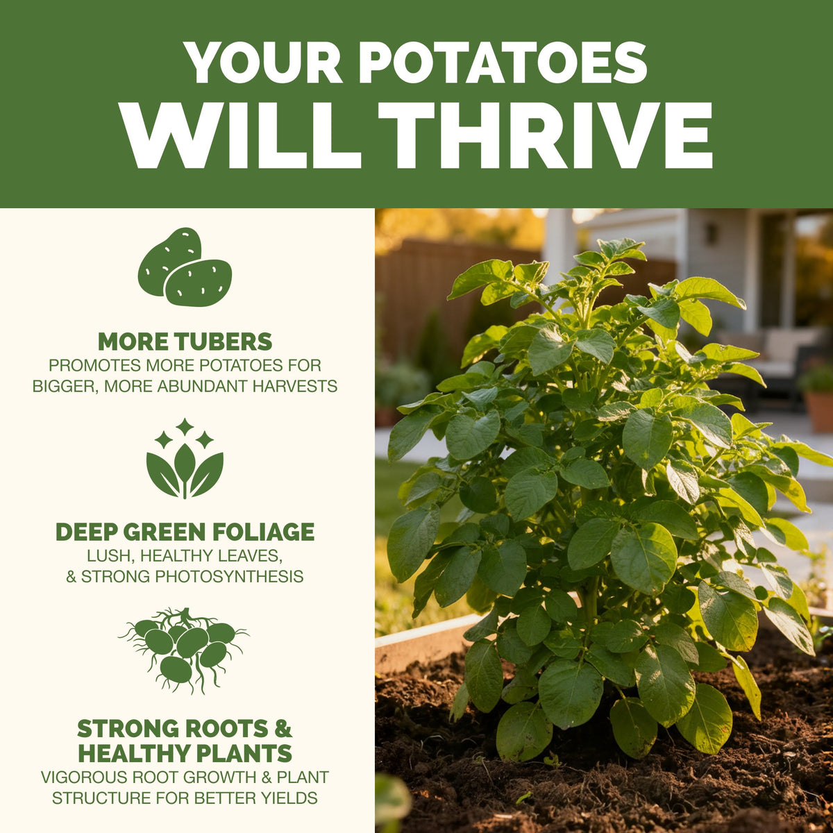 Why potato thrive on TPS Potato Fertilizer: bigger harvests, vibrant foliage and strong roots