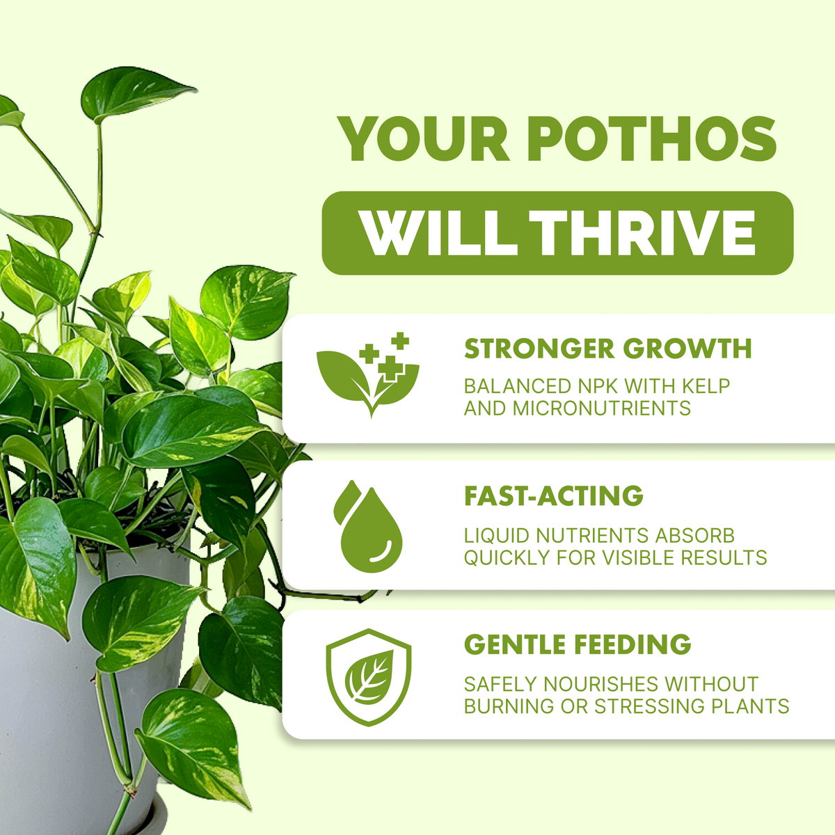 Why pothos thrive on TPS Pothos Fertilizer: balanced NPK with kelp, fast-acting liquid, gentle feeding