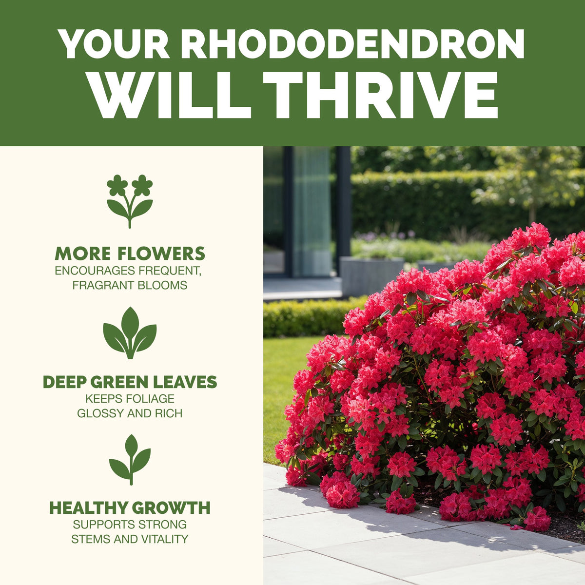 Why rhododendron thrive on TPS Rhododendron Fertilizer: more blooms, vibrant foliage and strong roots