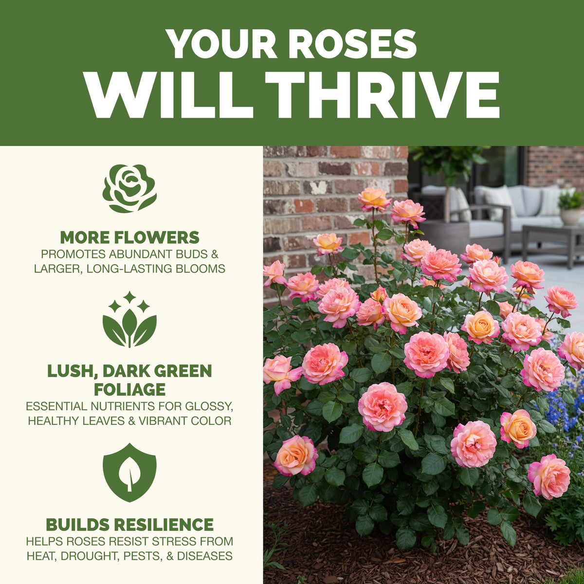 Why rose thrive on TPS Rose Fertilizer: more blooms, vibrant foliage and strong roots