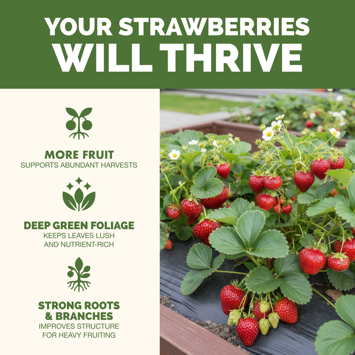 Strawberry Fertilizer — slide 2