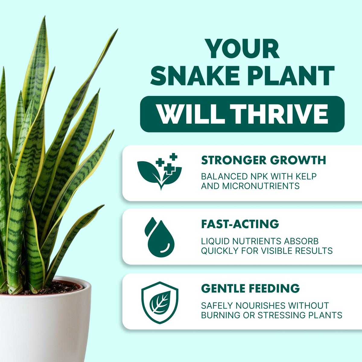 Snake Plant Fertilizer — slide 2