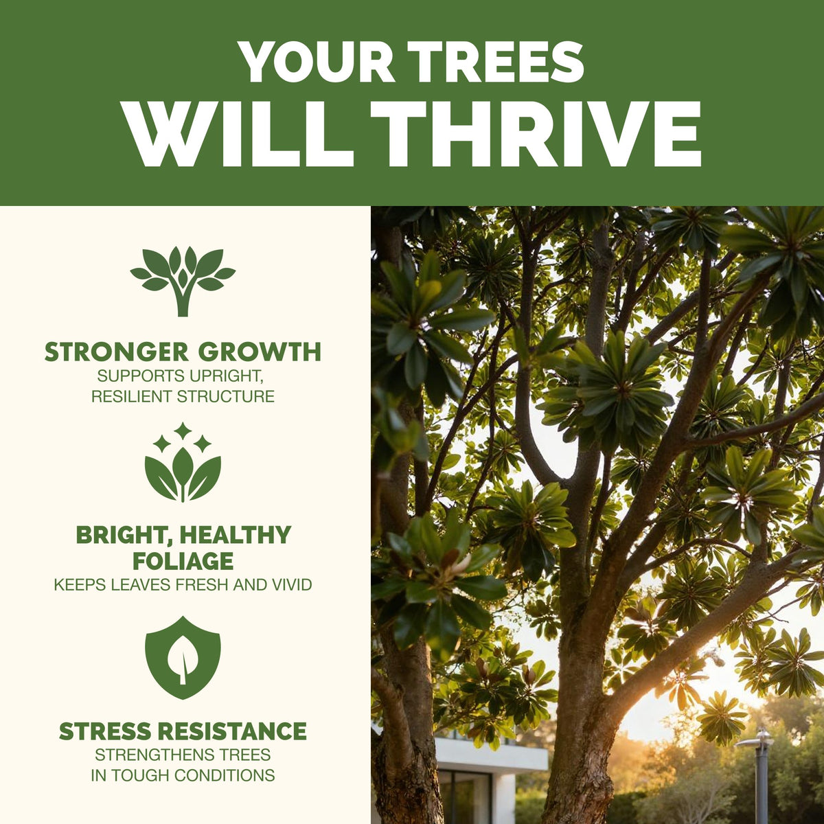 Tree Fertilizer — slide 2