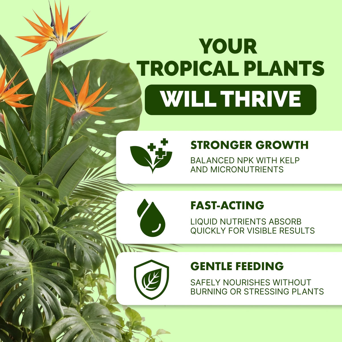 Tropical Plant Fertilizer — slide 2