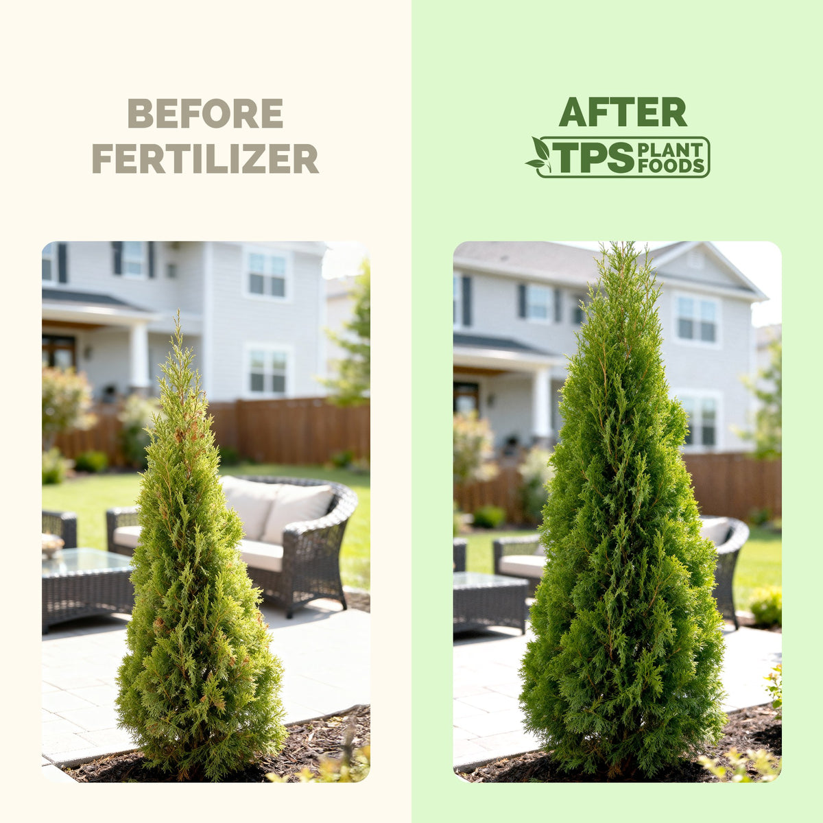 Arborvitae Fertilizer — slide 3