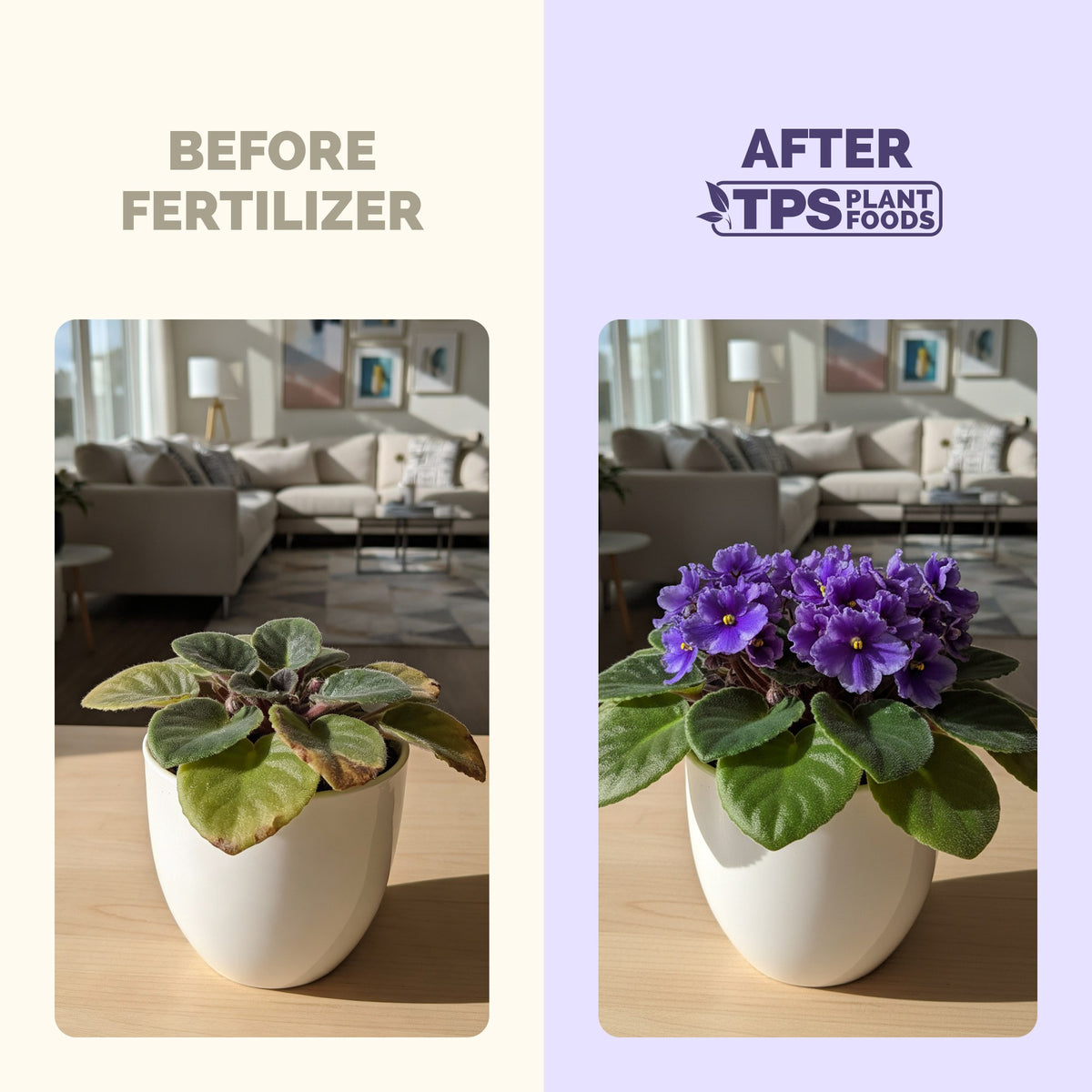 African Violet Fertilizer — slide 3
