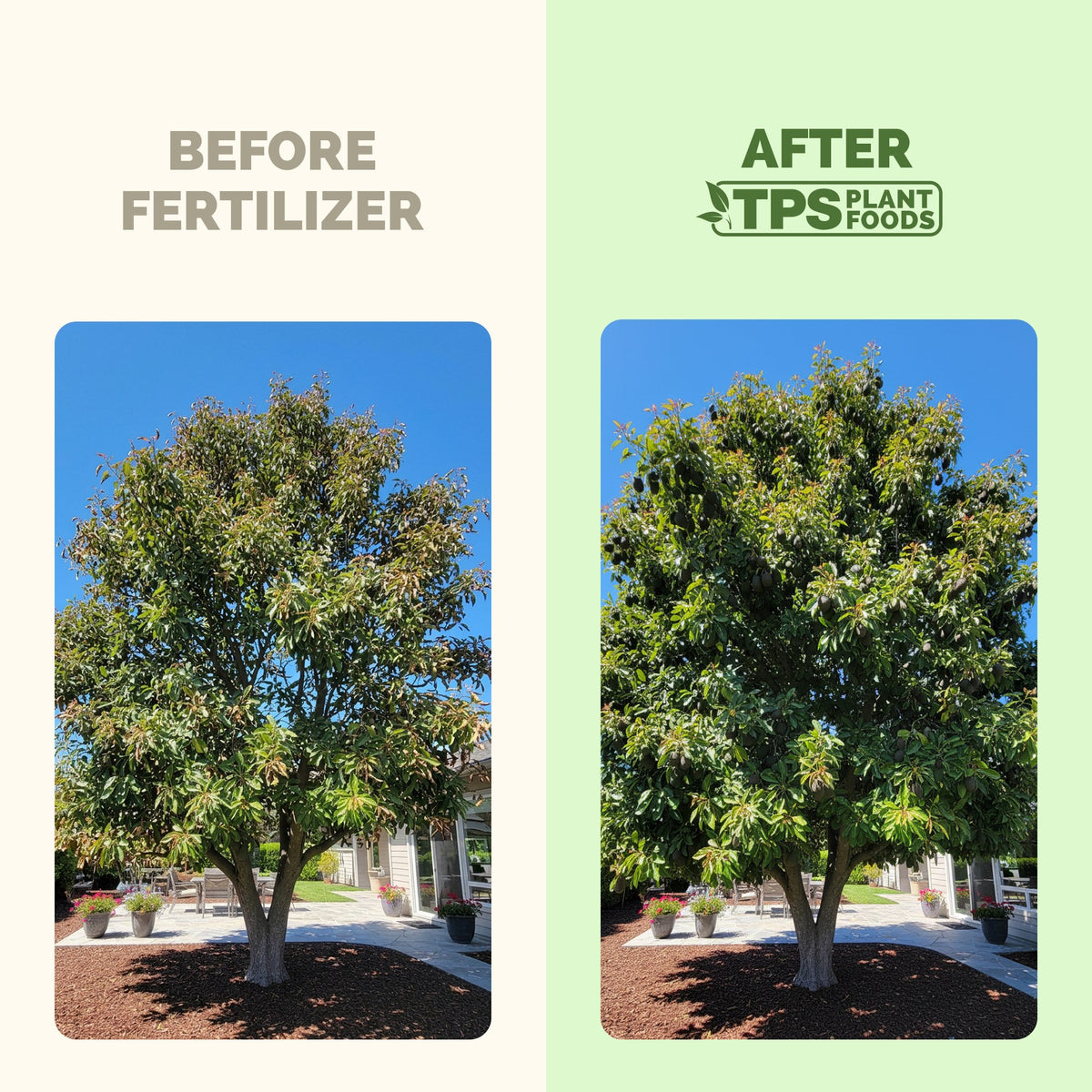 Avocado Tree Fertilizer — slide 3