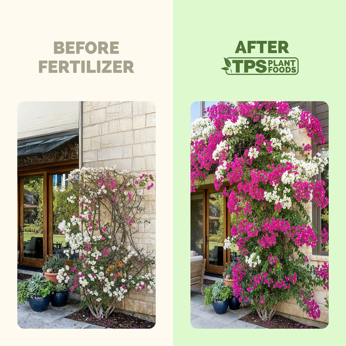 Bougainvillea Fertilizer — slide 3