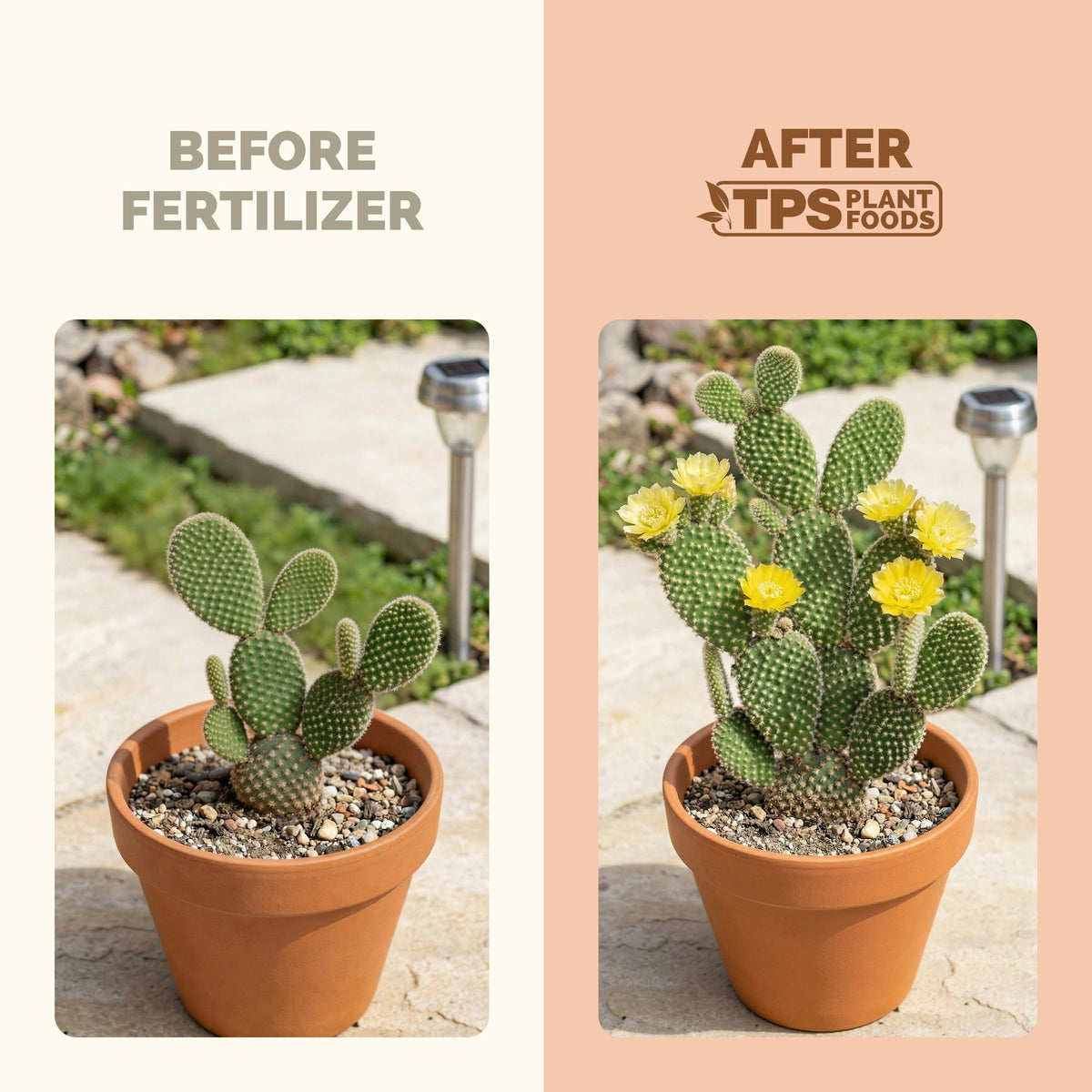 TPS Cactus Fertilizer vs other fertilizers: gentle 1-1-3 NPK, tailored nutrition for cactus, kelp and micronutrients