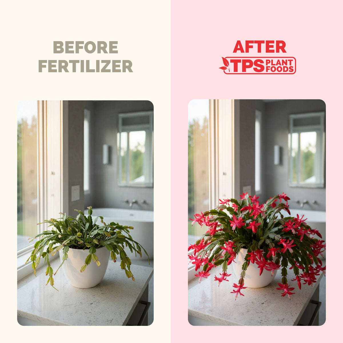 Christmas Cactus Fertilizer — slide 3