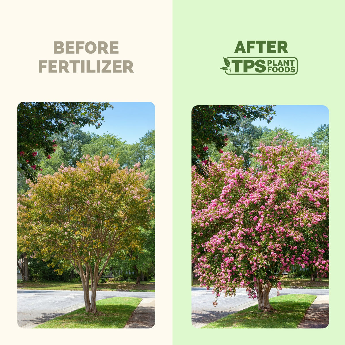 Crepe Myrtle Fertilizer — slide 3