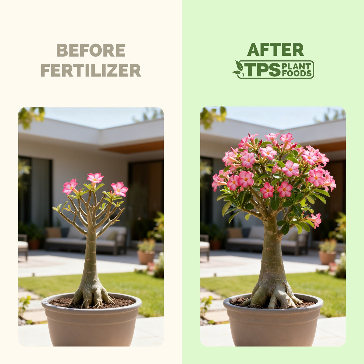 Desert Rose Fertilizer — slide 3