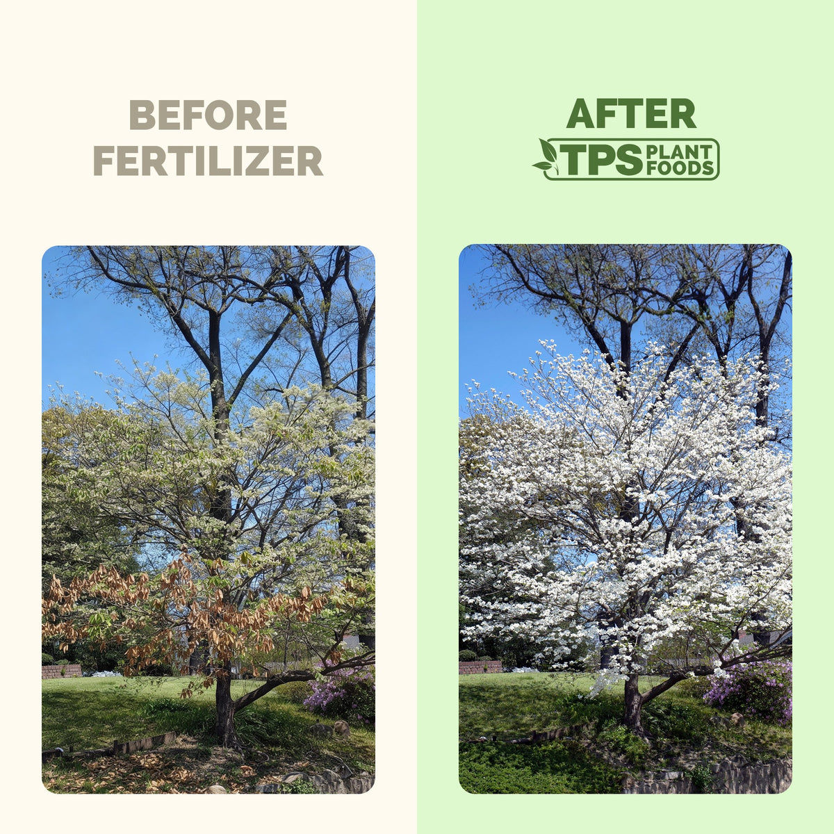Dogwood Tree Fertilizer — slide 3