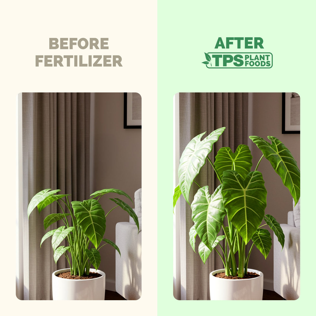Elephant Ear Fertilizer — slide 3