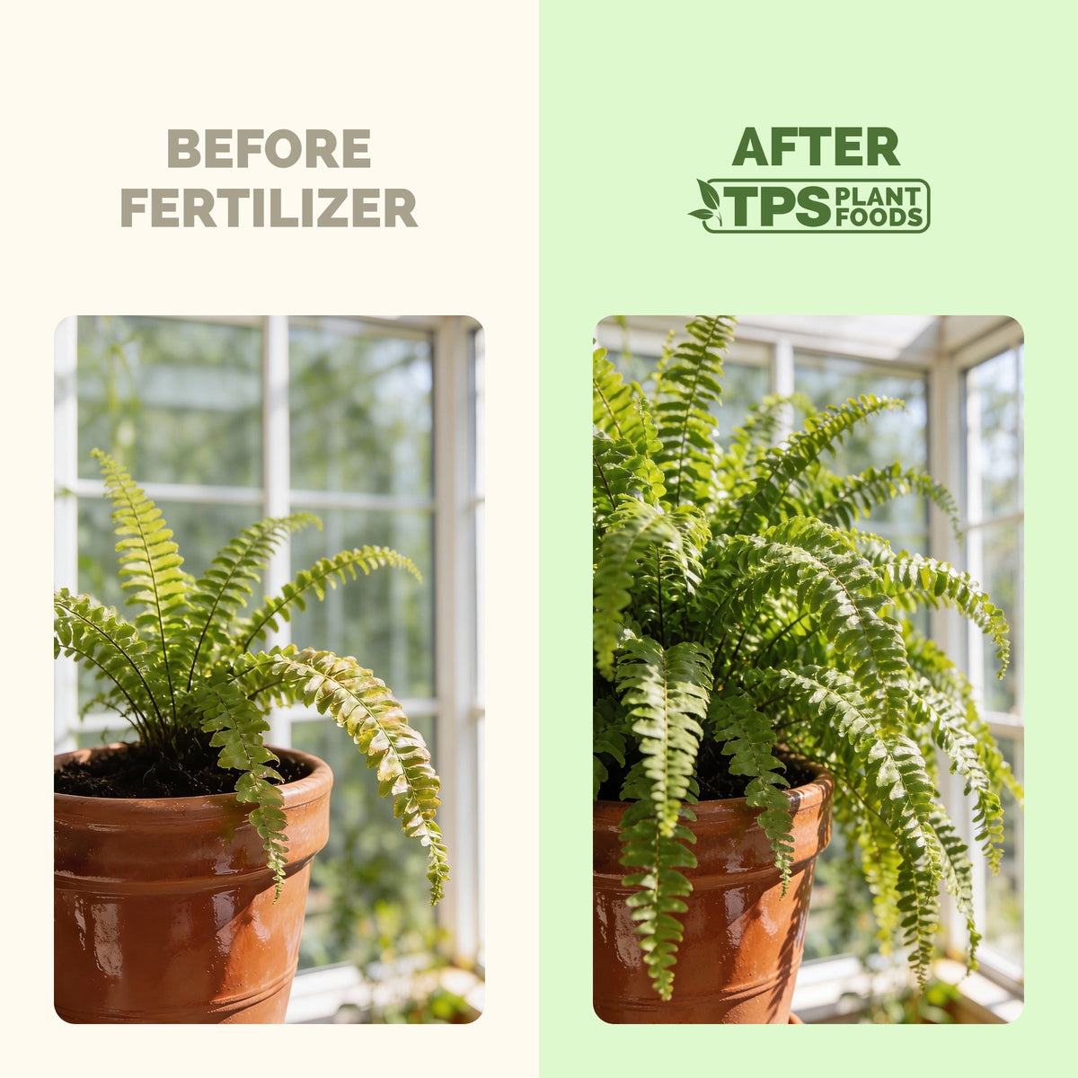Fern Fertilizer — slide 3