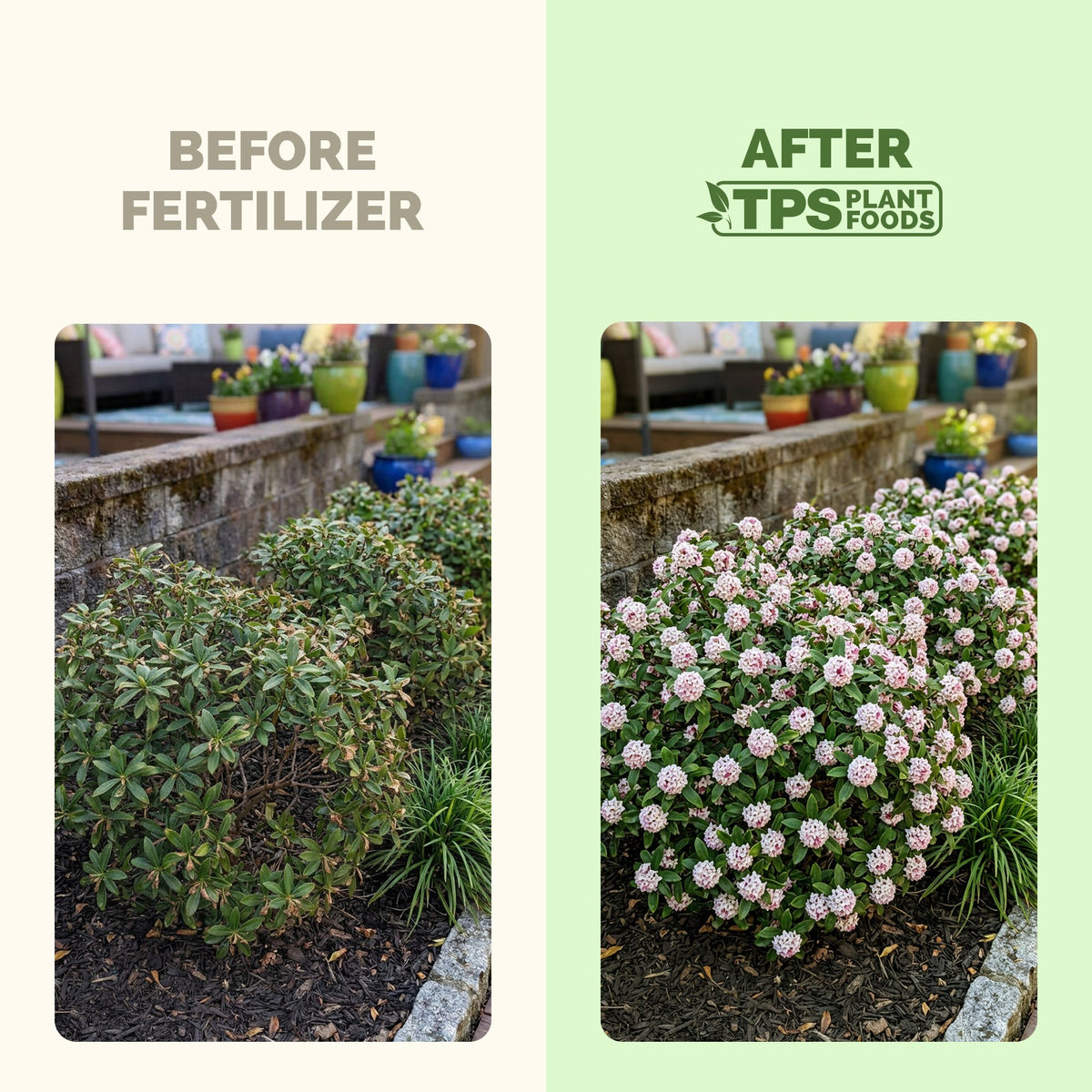 Flowering plants before and after TPS Flowering Plant Food: more blooms [results]
