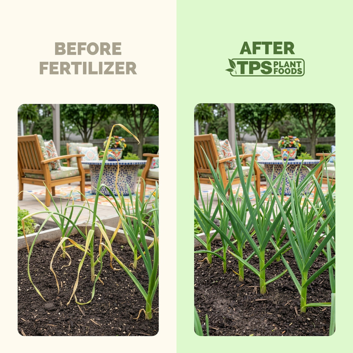 Garlic before and after TPS Garlic Fertilizer: bigger harvests