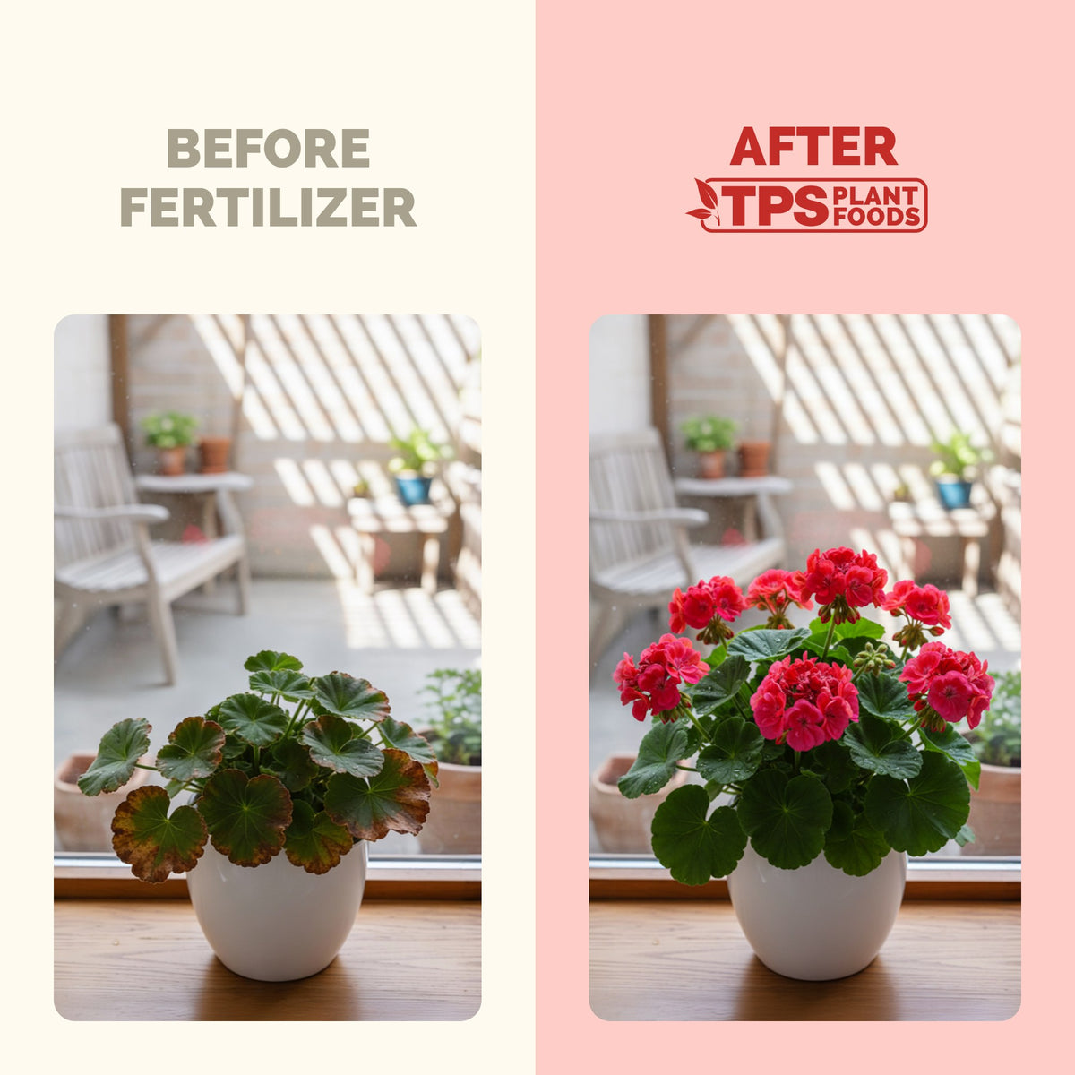 Geranium Fertilizer — slide 3