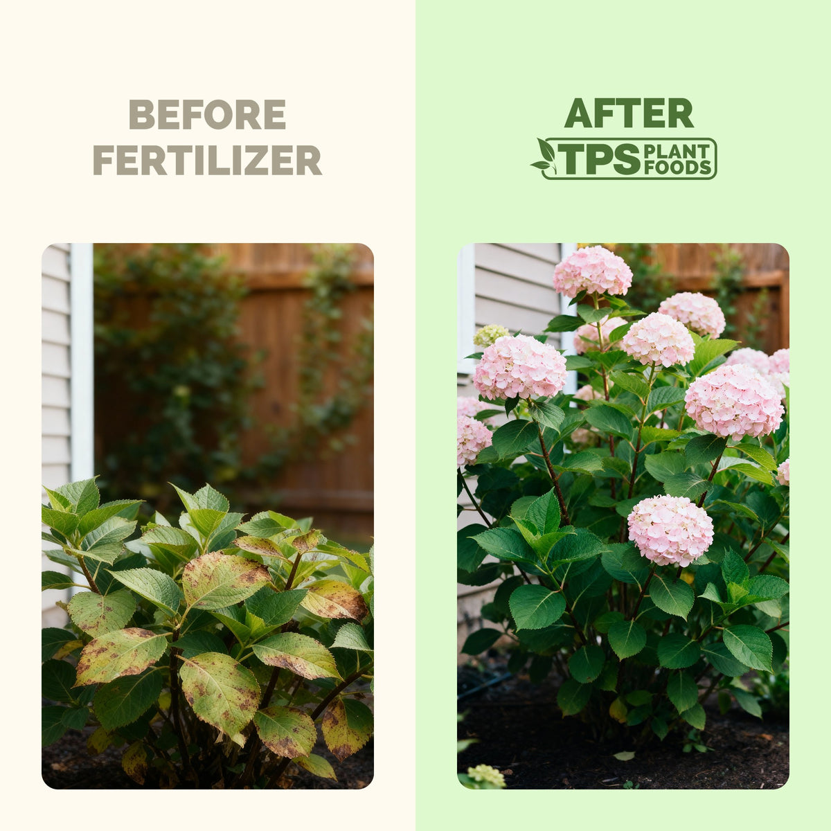 Hydrangea before and after TPS Hydrangea Fertilizer: more blooms