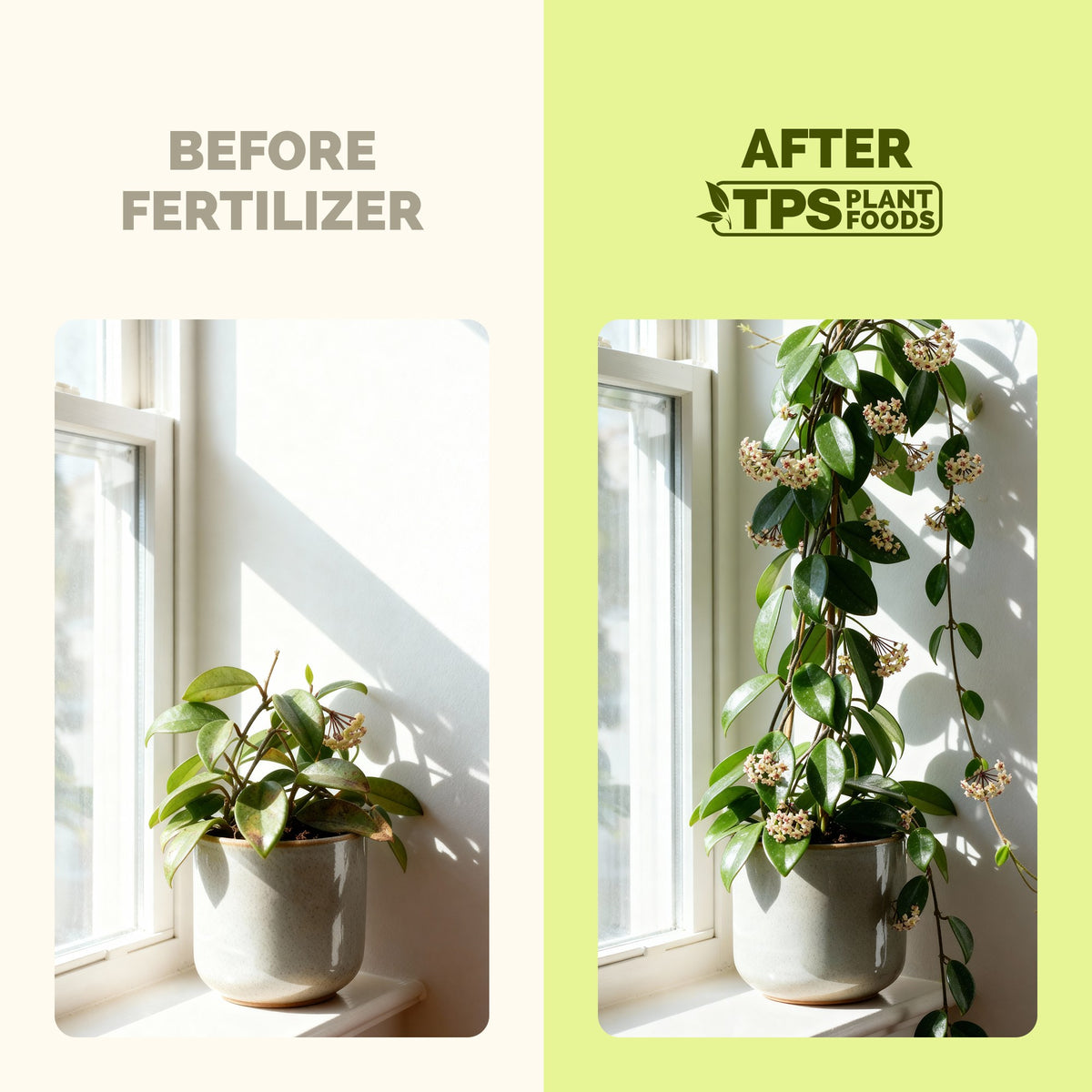 TPS Hoya Fertilizer vs other fertilizers: gentle 3-1-2 NPK, tailored nutrition for hoya, kelp and micronutrients [results]