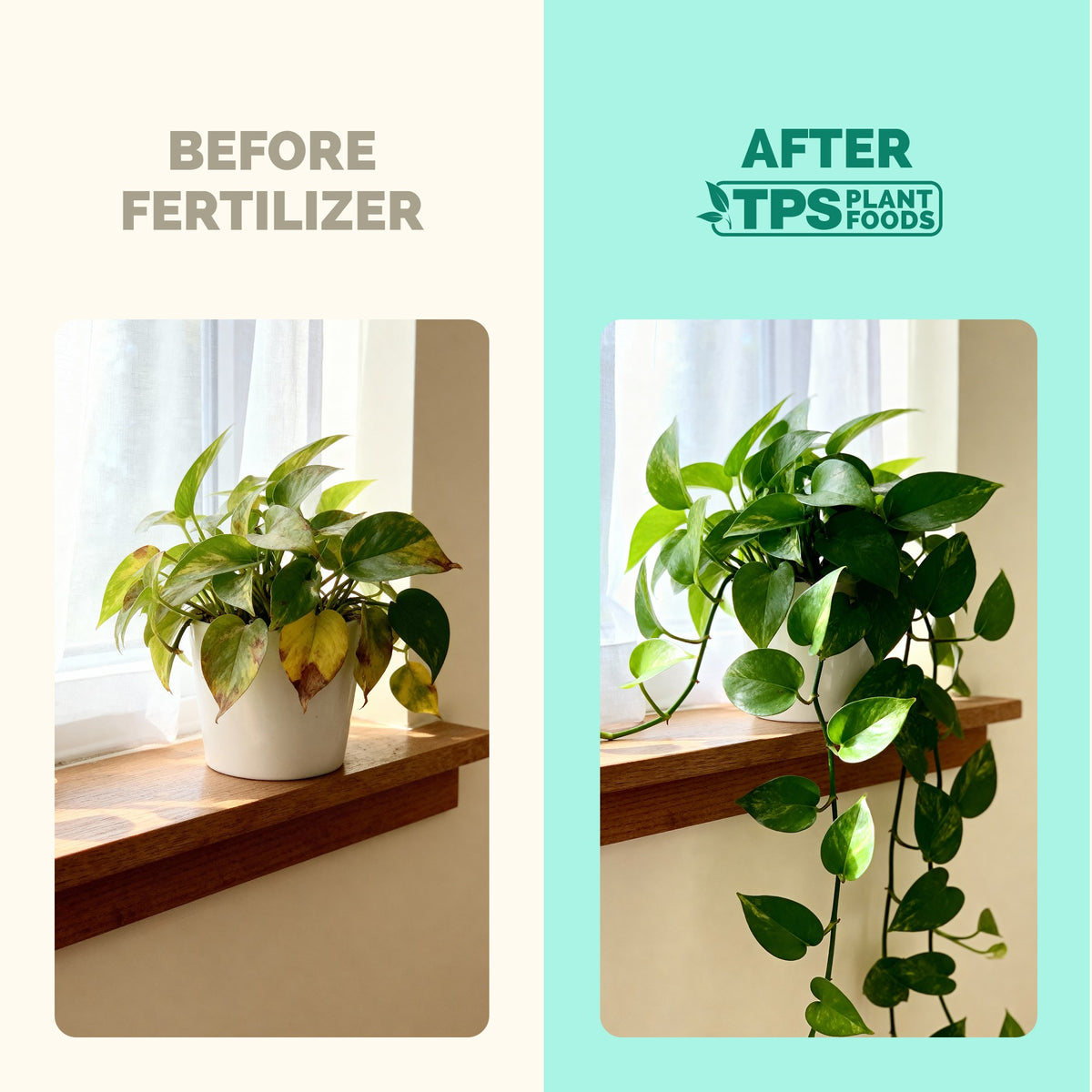 Indoor Plant Food — slide 3