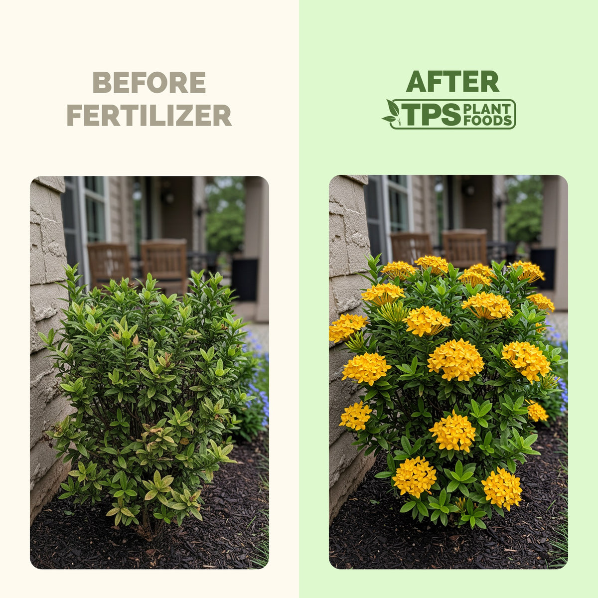 Ixora before and after TPS Ixora Fertilizer: more blooms