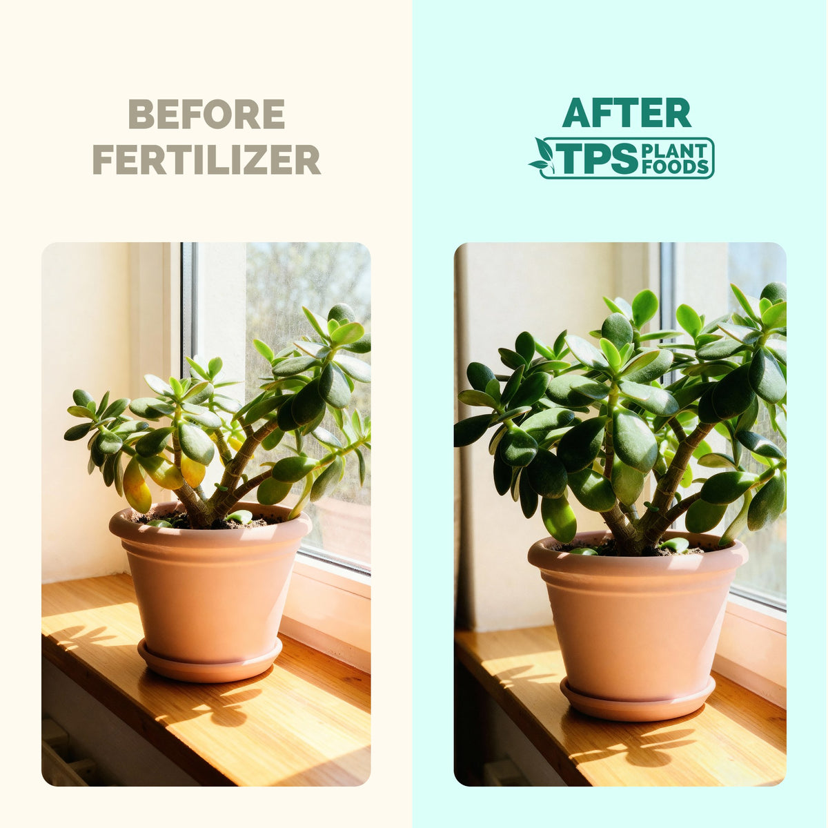 TPS Jade Fertilizer vs other fertilizers: gentle 2-2-3 NPK, tailored nutrition for jade, kelp and micronutrients [results]