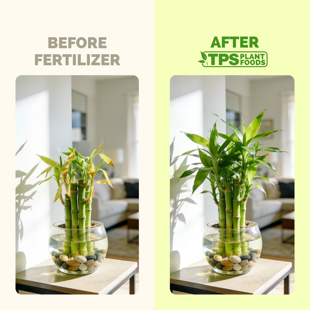TPS Lucky Bamboo Fertilizer vs other fertilizers: gentle 1-0.5-3 NPK, tailored nutrition for lucky bamboo, kelp and micronutrients [results]