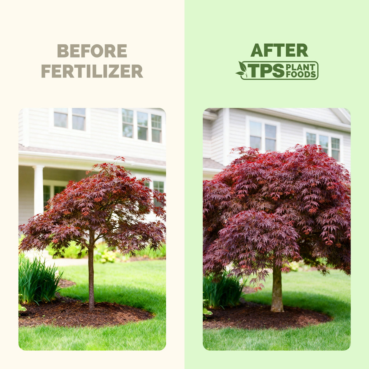 Japanese maple before and after TPS Japanese Maple Fertilizer: fuller, greener growth [results]