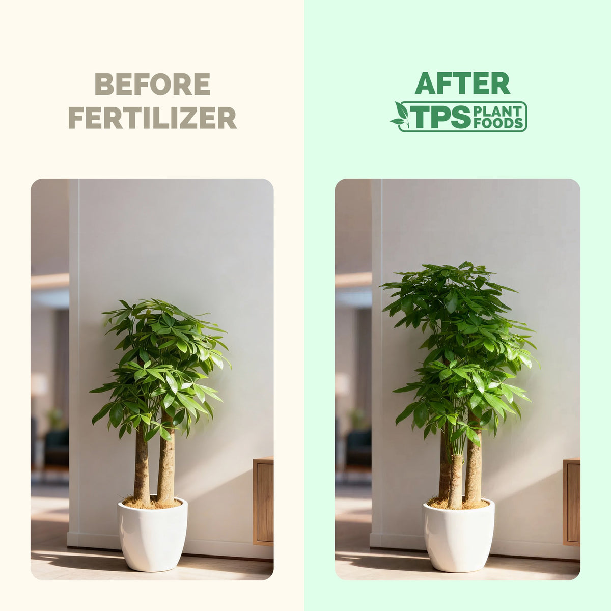 Money Tree Fertilizer — slide 3