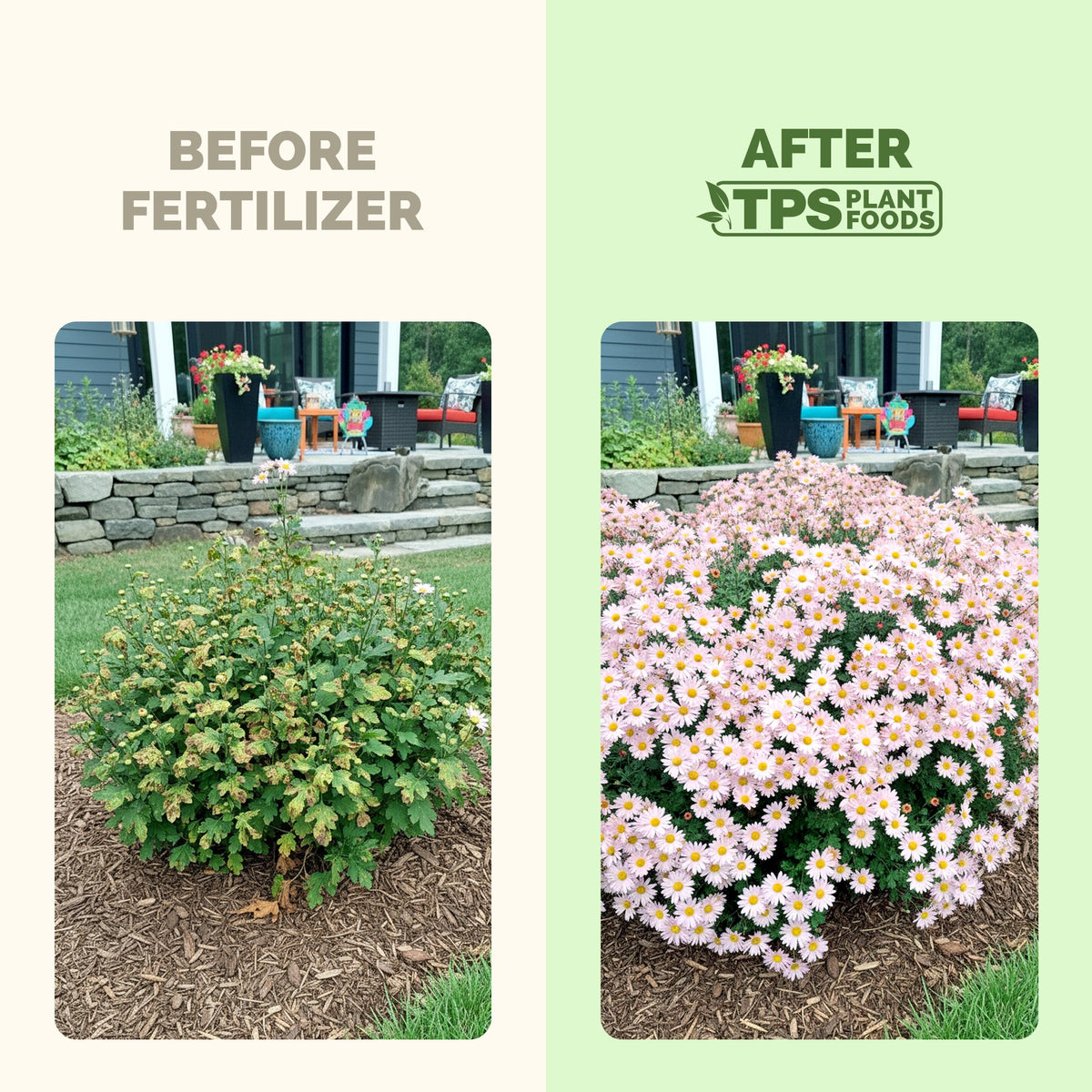 Mum before and after TPS Mum Fertilizer: more blooms