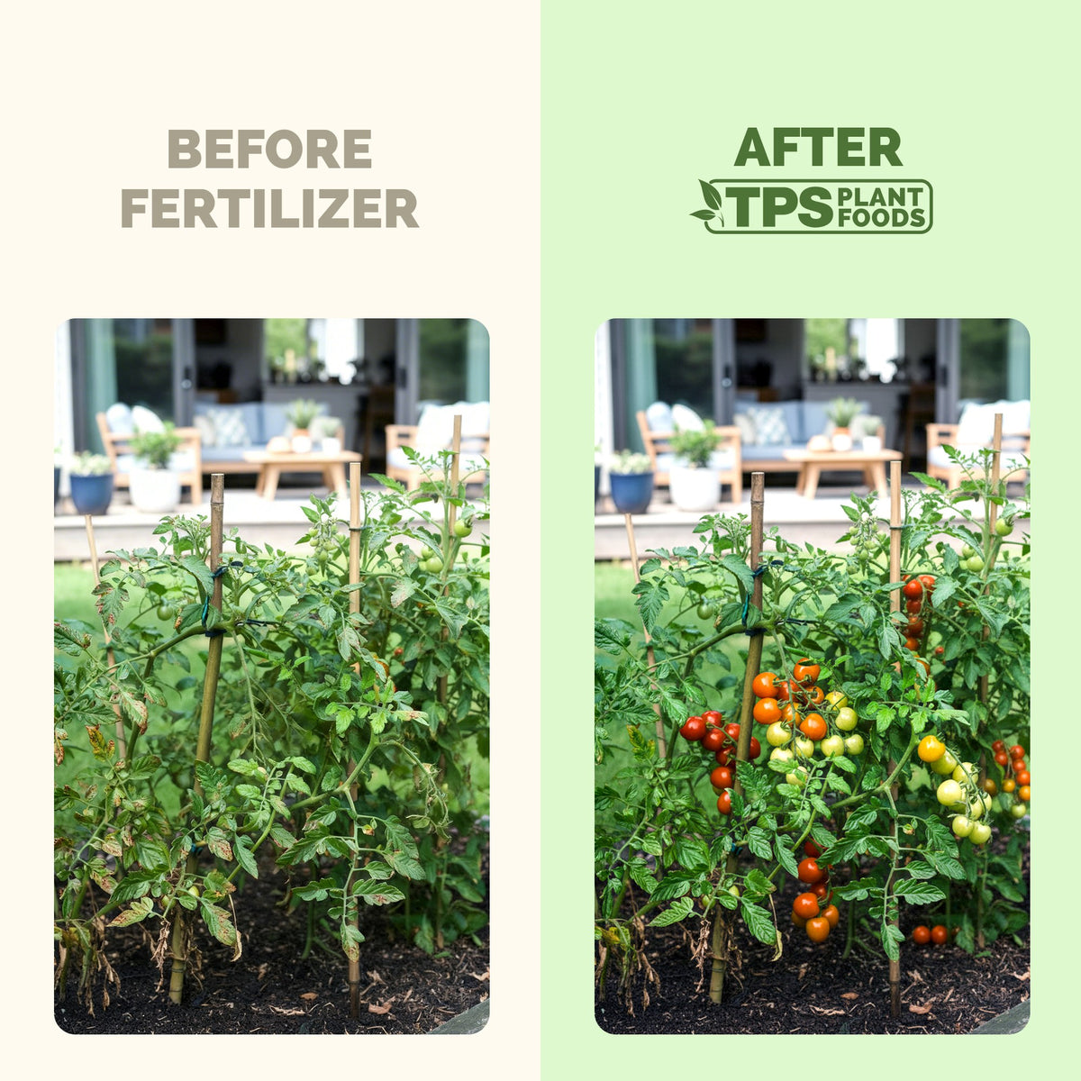 Plants before and after TPS Muriate Of Potash: fuller, greener growth [results]