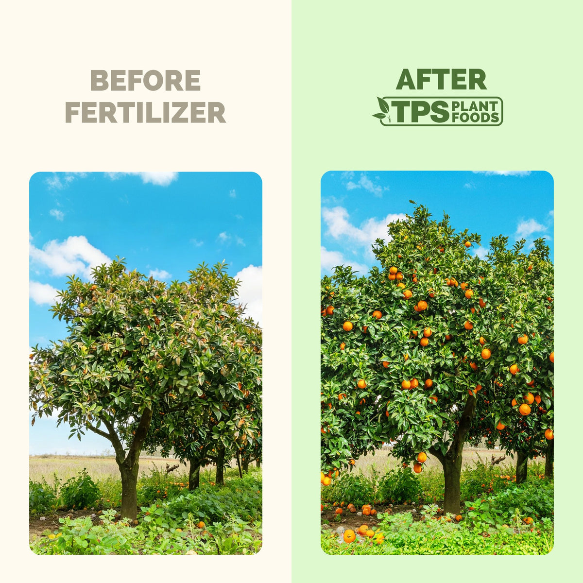 Orange Tree Fertilizer — slide 3