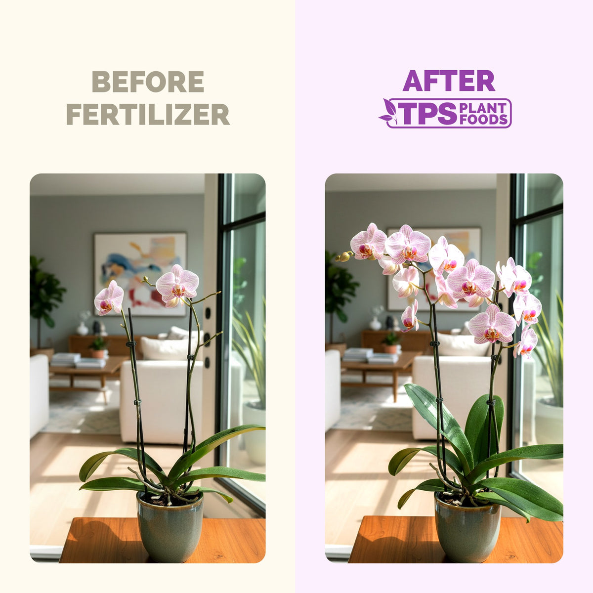 Orchid Plant Food — slide 3
