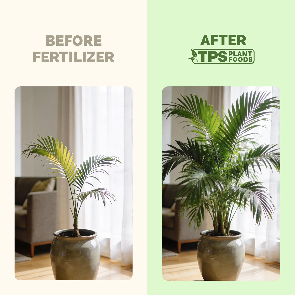 Plants before and after TPS Mycorrhizal Fungi for Palm Trees: stronger roots [results]