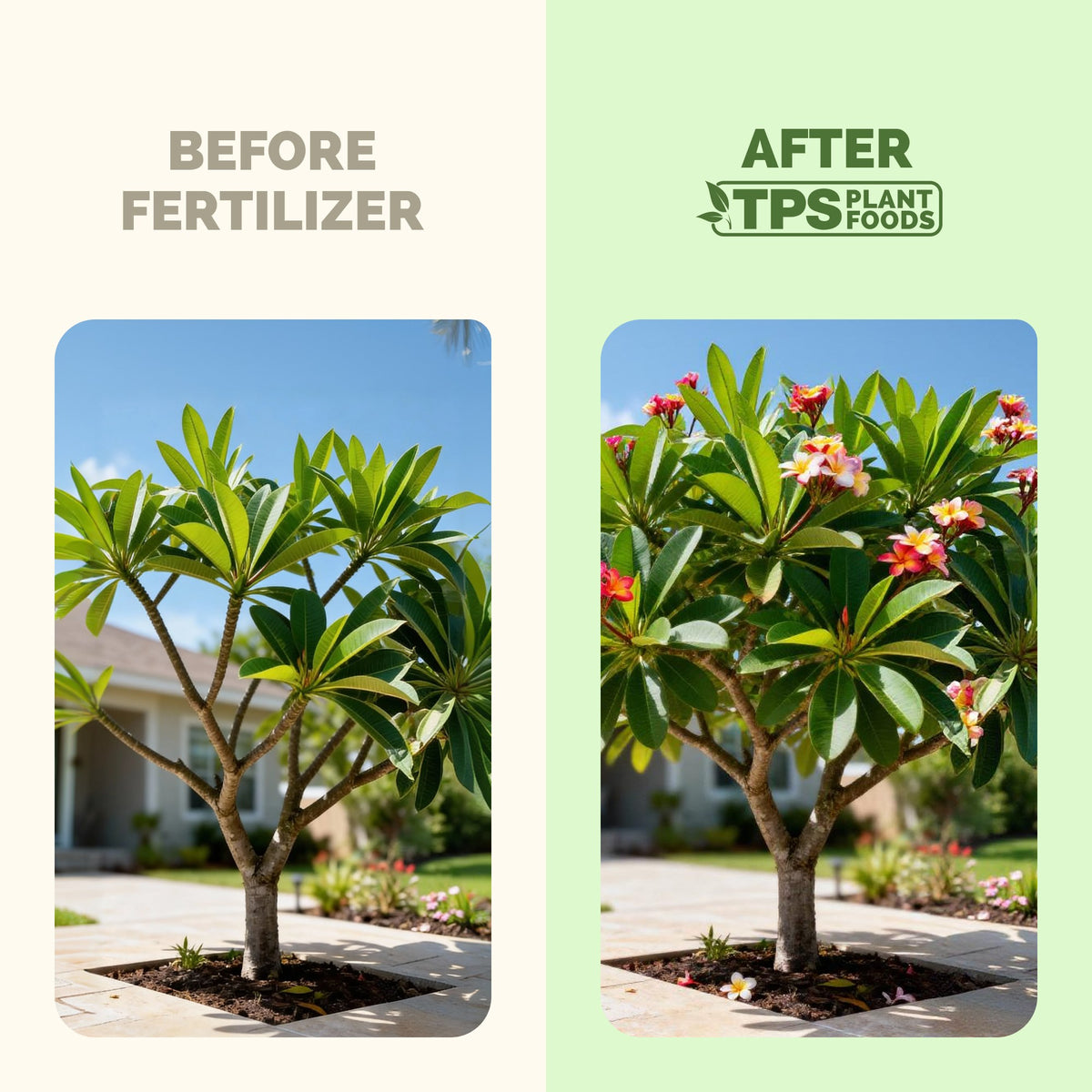 Plumeria before and after TPS Plumeria Fertilizer: more blooms