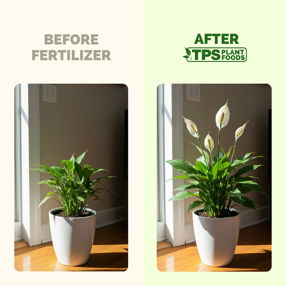 TPS Peace Lily Fertilizer vs other fertilizers: gentle 3-1-2 NPK, tailored peace lily nutrition, kelp and micronutrients