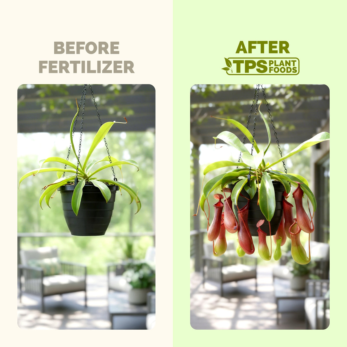 TPS Pitcher Plant Food vs other fertilizers: gentle 1-0.5-3 NPK, tailored nutrition for pitcher, kelp and micronutrients [results]