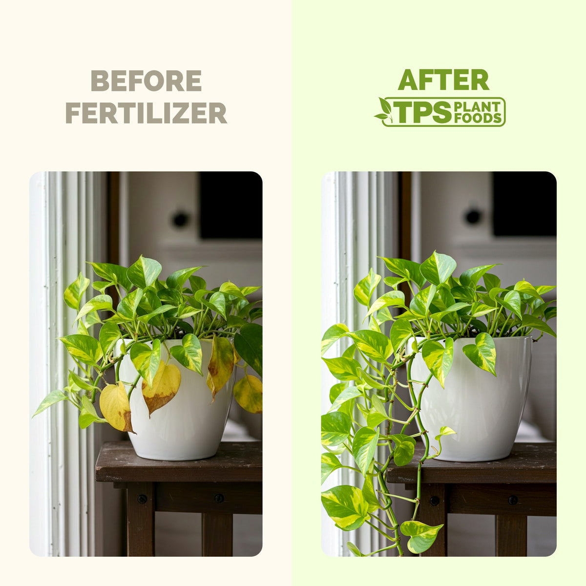 TPS Pothos Fertilizer vs other fertilizers: gentle 3-1-2 NPK, tailored nutrition for pothos, kelp and micronutrients
