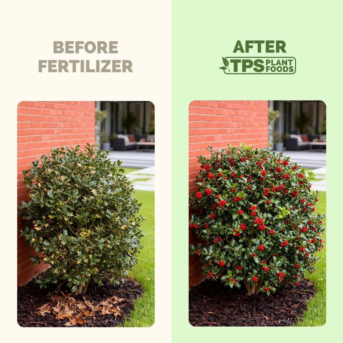 Shrubs before and after TPS Shrub Fertilizer: fuller, greener growth