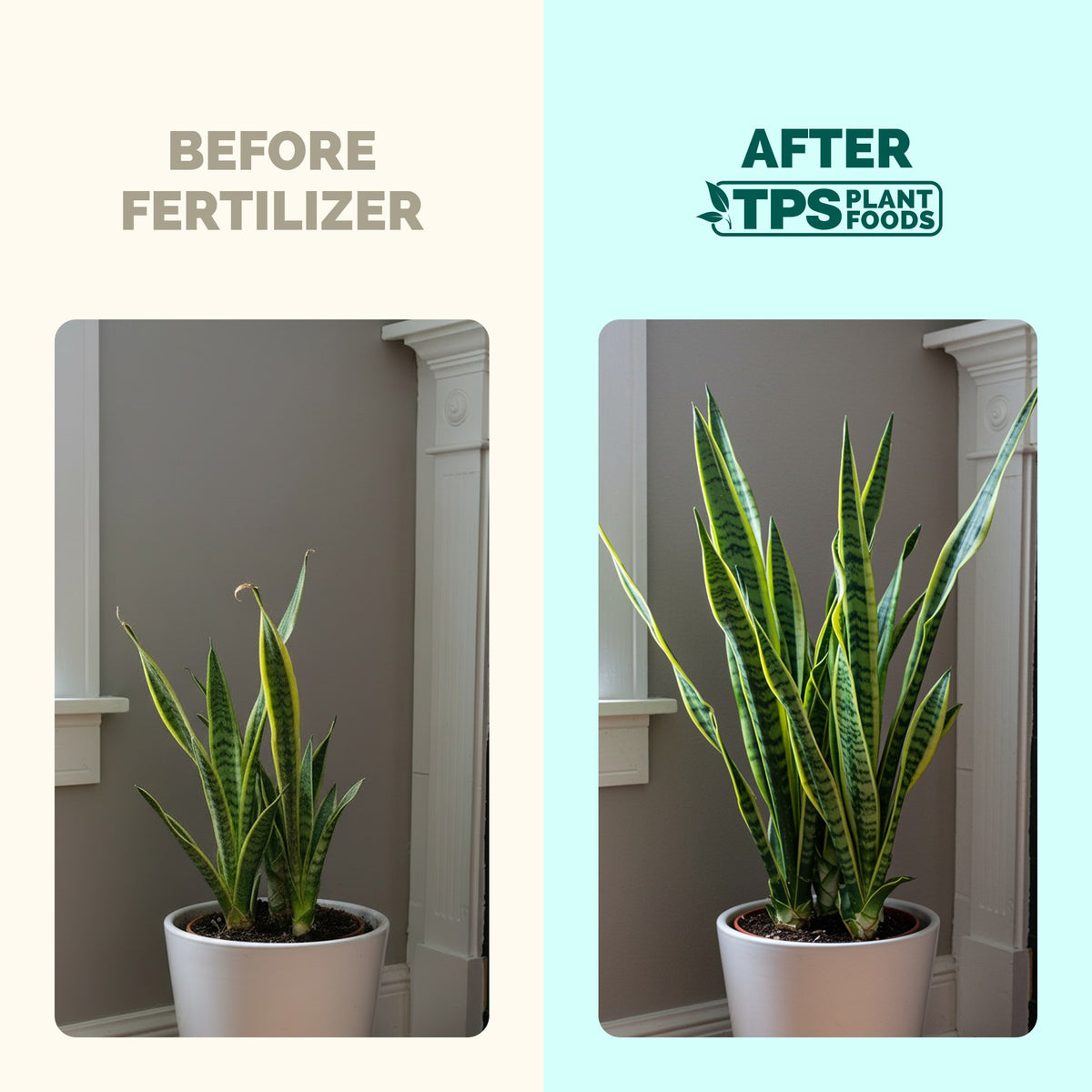 Snake Plant Fertilizer — slide 3