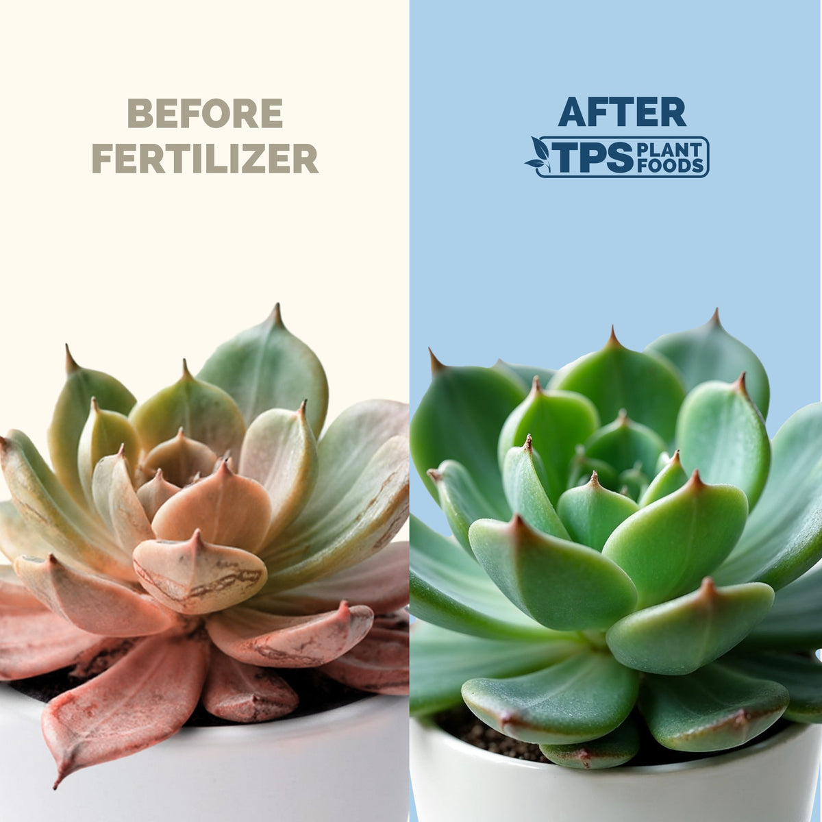 Succulent Plant Food — slide 3